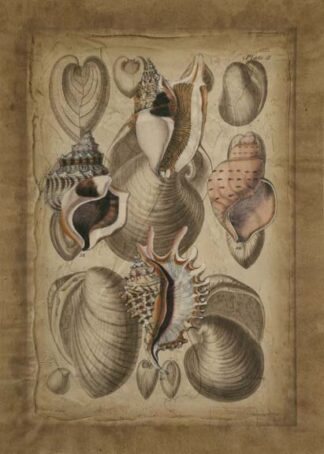 Seashell Collection I