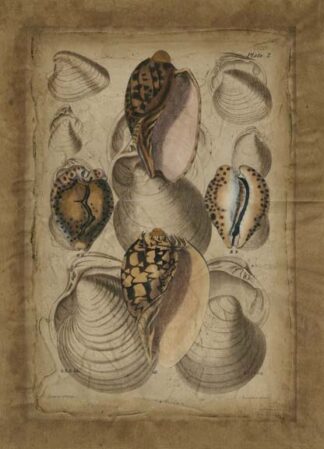 Seashell Collection II