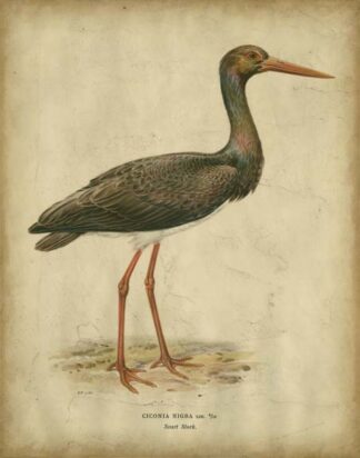 Vintage Heron I