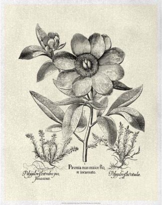 Crackled B&W Besler Peony I