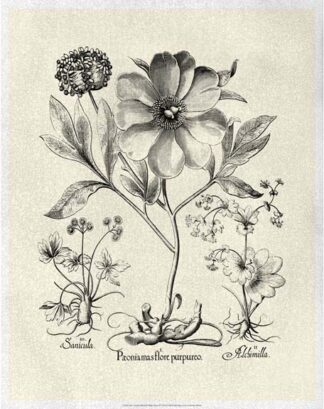 Crackled B&W Besler Peony II