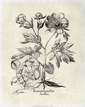 Crackled B&W Besler Peony III