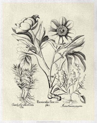 Crackled B&W Besler Peony IV