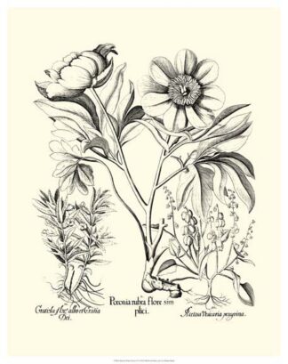 Black and White Besler Peony IV