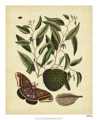 Catesby Moth, Pl. T86