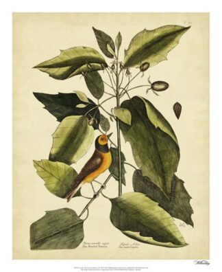 Catesby The Hood. Titmouse, Pl. T60