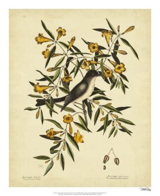 Cates. Black-capt Flycatch. Pl. T53