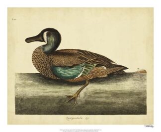 Catesby White-face Teal, Pl. T100