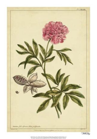 Peony, Pl. CXCIX
