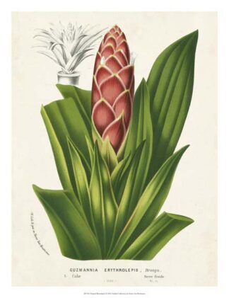 Tropical Bromeliad I