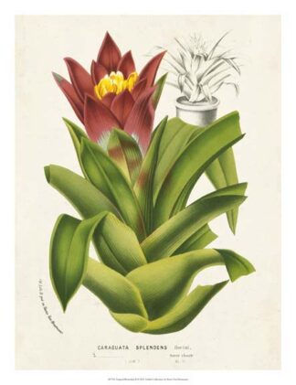 Tropical Bromeliad II