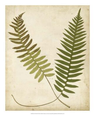 Fern Portfolio III