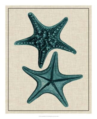 Coastal Starfish II