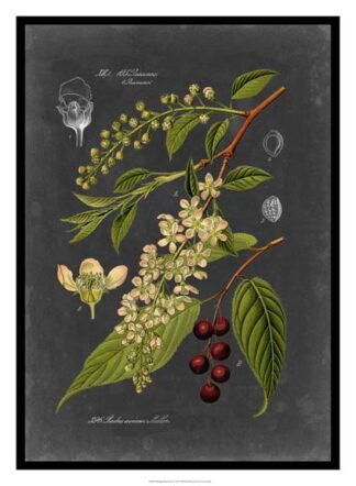 Midnight Botanical II