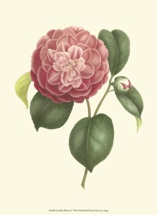 Camellia Blooms I