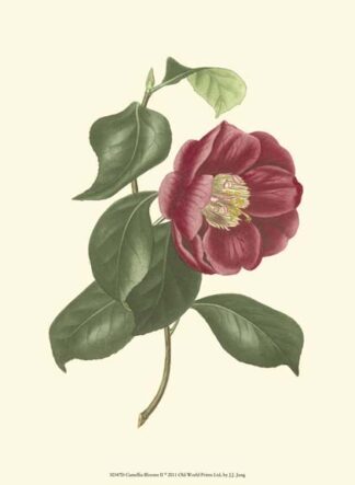 Camellia Blooms II