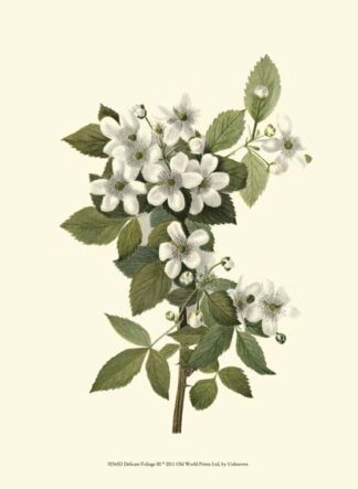 Delicate Foliage III