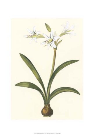 Belladonna Lilies II