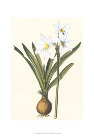 Belladonna Lilies III