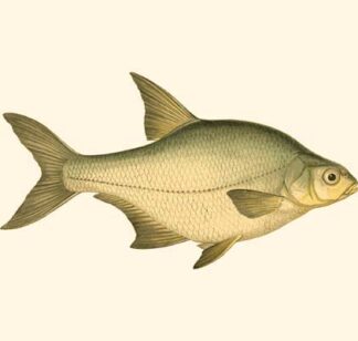 Small Antique Fish I