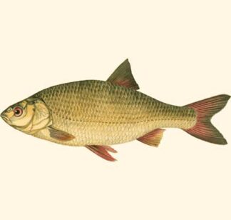 Small Antique Fish II