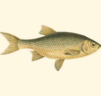 Small Antique Fish IV