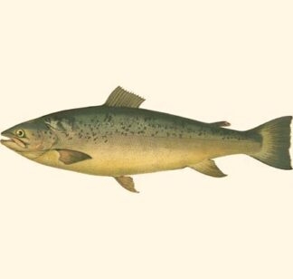 Small Antique Fish V