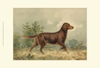 Irish Setter I