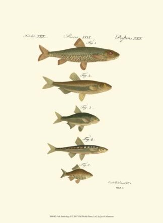 Fish Anthology I