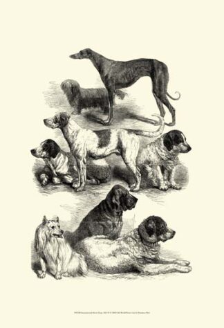 International Show Dogs, 1863 II
