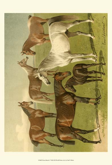Horse Breeds I