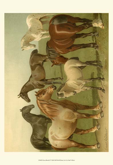 Horse Breeds II