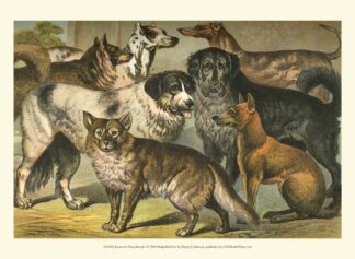 Johnson's Dog Breeds I