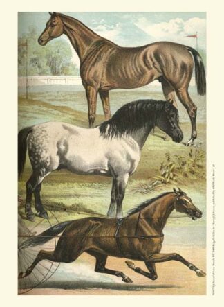 Johnson's Horse Breeds I