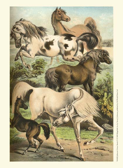 Johnson's Horse Breeds II