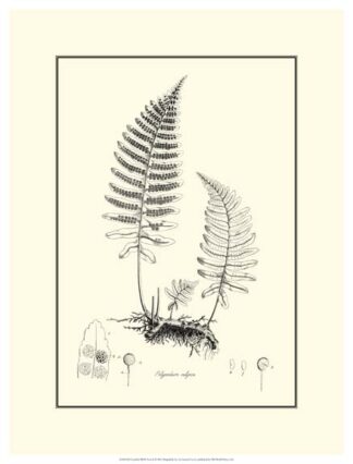 Crackled B&W Fern II