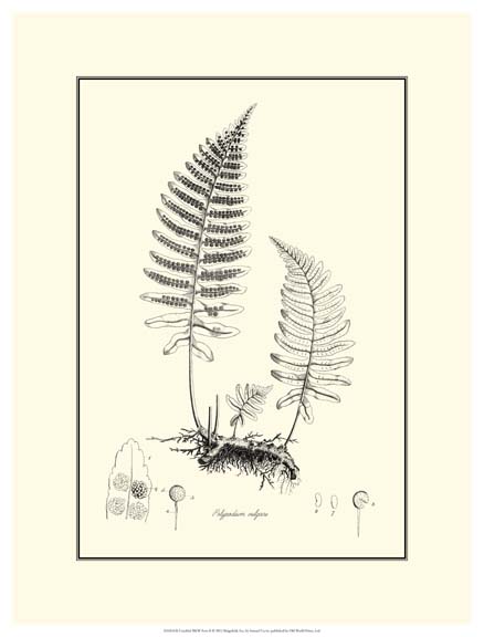 Crackled B&W Fern II