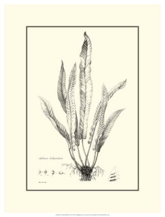 Crackled B&W Fern IV