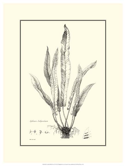 Crackled B&W Fern IV