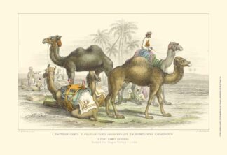 Asiatic Camels