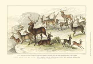 Deer Varieties