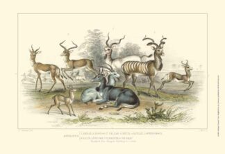 Antelope Varieties