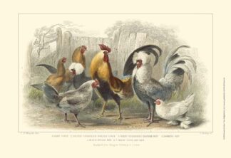 Roosters & Hens