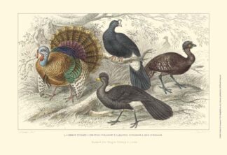 Turkey & Curassows