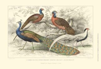 Peacock & Pheasants