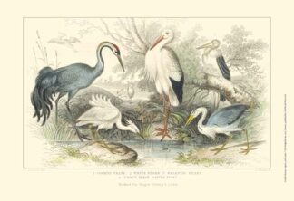 Herons, Egrets & Cranes