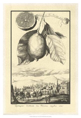 Crackled Lemon of Scorza