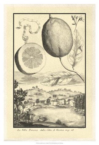 Cracked Lemon of Cedrato