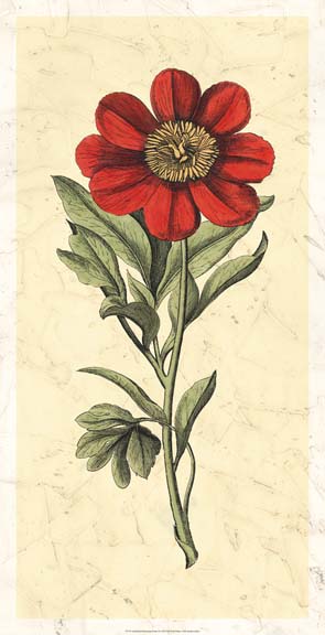 Embellished Blooming Peonies II