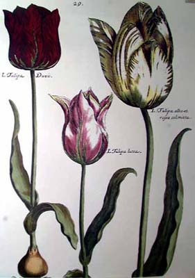 Elephant Tulips I (Oversize)